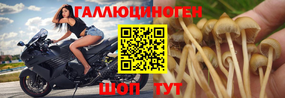 Галлюциногенные грибы Psilocybine cubensis Нарткала